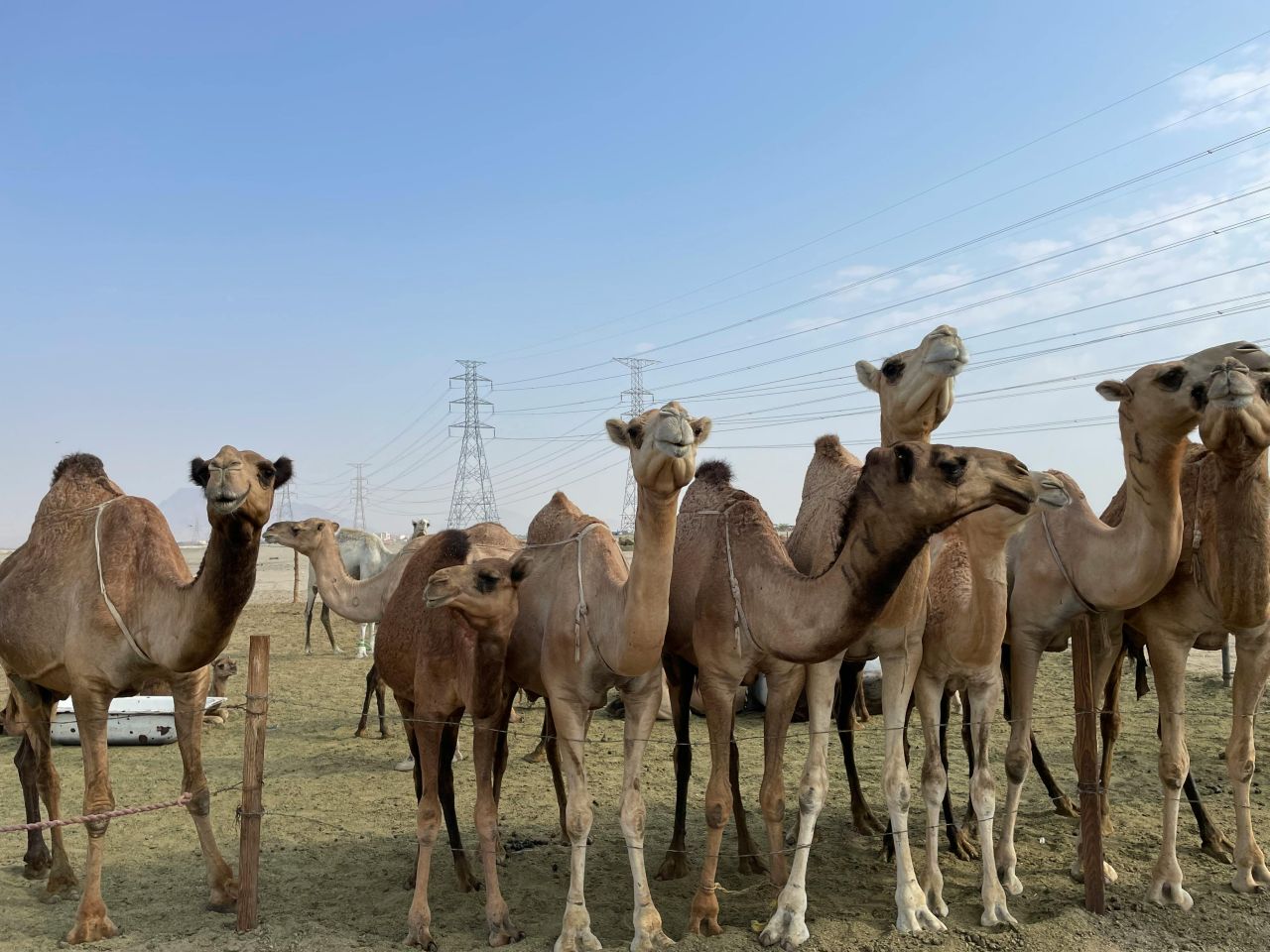 Seri Hadis Jual-Beli dan Fikih Muamalah (034-035) – Larangan Tashriyah, Menahan Susu pada Hewan Perah